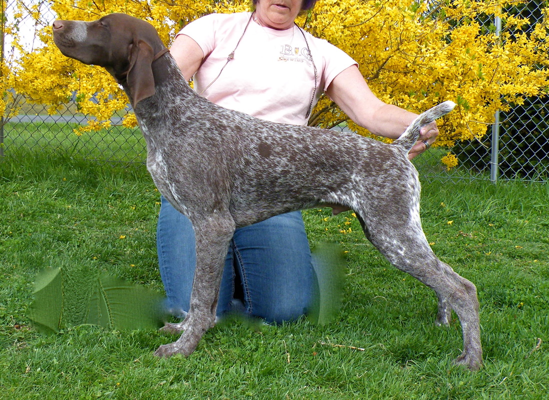 Diadem German Shorthaired Pointers