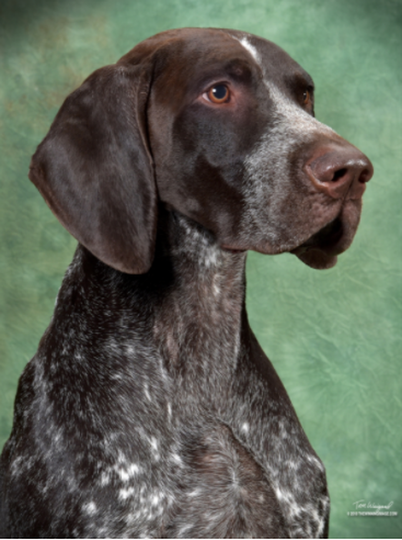 Beck - Diadem German Shorthaired Pointers